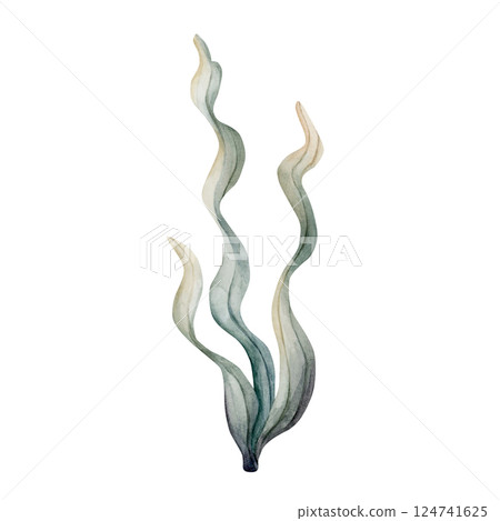 Seaweed Algae. Cute sea marine laminaria. Underwater ocean spirulina plant. Watercolor hand painted illustration isolated on white background for kids nursery wall sticker baby shower undersea design 124741625