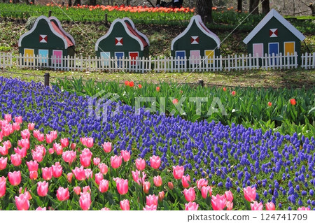 漫步鬱金香花田（岐阜縣海津市）13 124741709