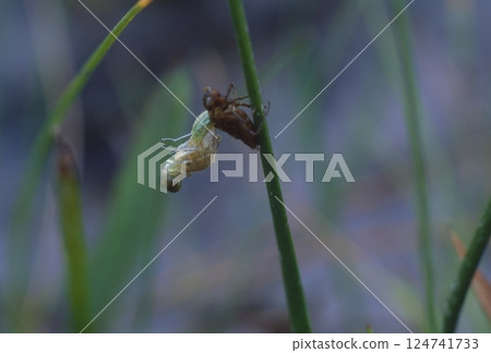 世界上最小的蜻蜓 世界上最小的蜻蜓 124741733