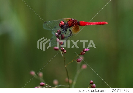 The smallest dragonfly in the world 124741792