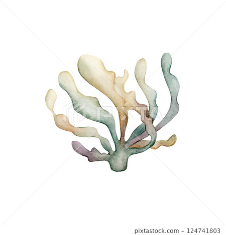 Seaweed Algae. Cute sea marine laminaria. Underwater ocean spirulina plant. Watercolor hand painted illustration isolated on white background for kids nursery wall sticker baby shower undersea design 124741803