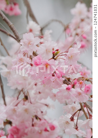 Double ridge 124741831