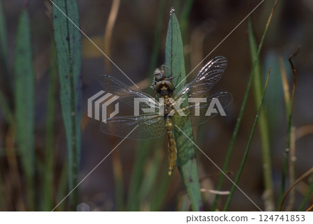 The smallest dragonfly in the world 124741853