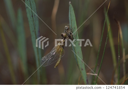 The smallest dragonfly in the world 124741854