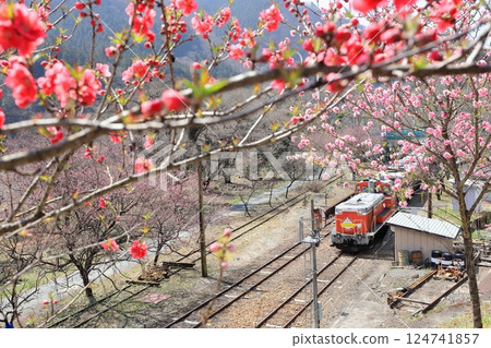 Watarase Keikoku Railway "Kobe Station in late March with peach blossoms in bloom" Watarase Keikoku Railway "Kobe Station in late March with peach blossoms in bloom" 124741857
