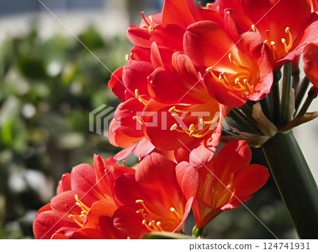 Bright clivia flowers Bright clivia flowers 124741931