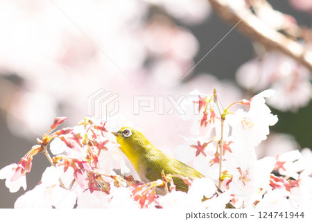 Koganishi Sakura and White-eye 124741944