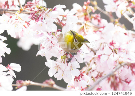 Koganishi Sakura and White-eye 124741949