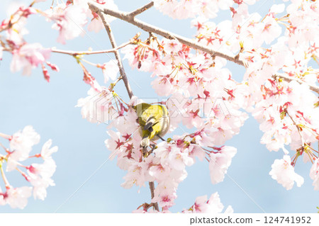 Koganishi Sakura and White-eye 124741952