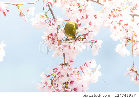 Koganishi Sakura and White-eye 124741957