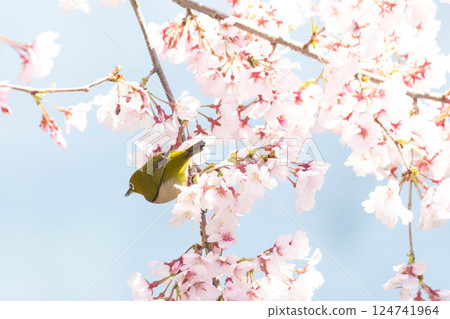 Koganishi Sakura and White-eye Koganishi Sakura and White-eye 124741964