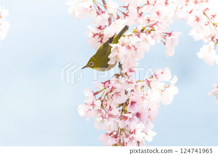 Koganishi Sakura and White-eye Koganishi Sakura and White-eye 124741965