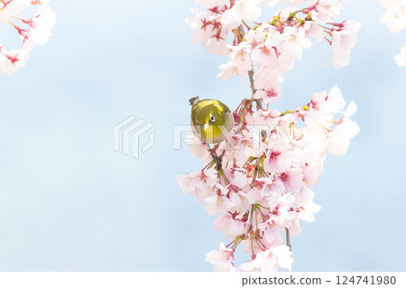 Koganishi Sakura and White-eye Koganishi Sakura and White-eye 124741980