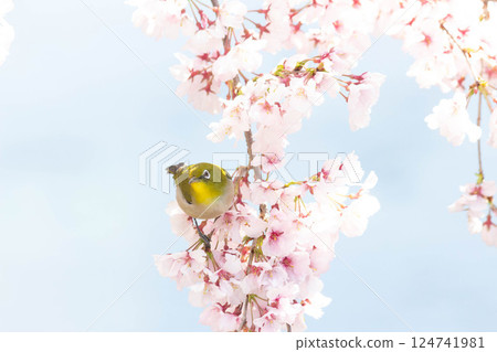 Koganishi Sakura and White-eye Koganishi Sakura and White-eye 124741981