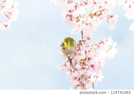 Koganishi Sakura和White-eye Koganishi Sakura和White-eye 124741985