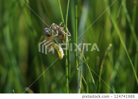 世界上最小的蜻蜓 124741988