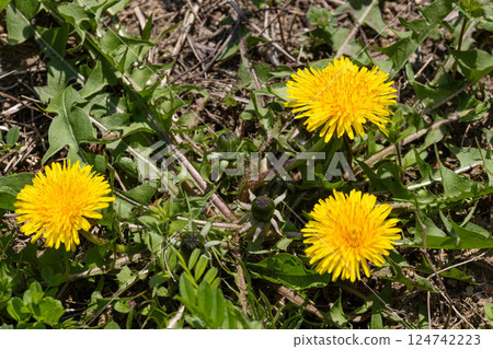 空地上的蒲公英 01 124742223