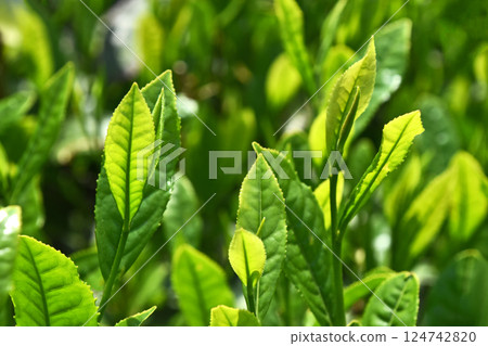 茶園 茶園 124742820