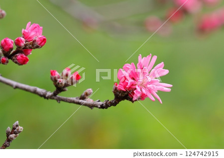 Chrysanthemum Chrysanthemum 124742915