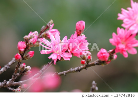 Chrysanthemum Chrysanthemum 124742916