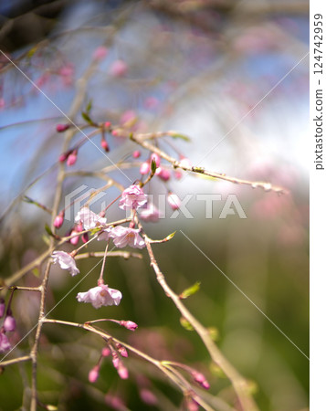 垂枝櫻花和花蕾 124742959