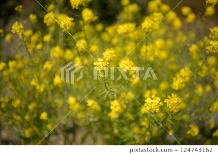 盛開的油菜花閃閃發光 盛開的油菜花閃閃發光 124743162