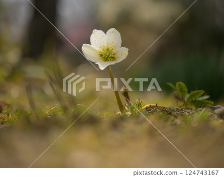 Small white flowers Small white flowers 124743167
