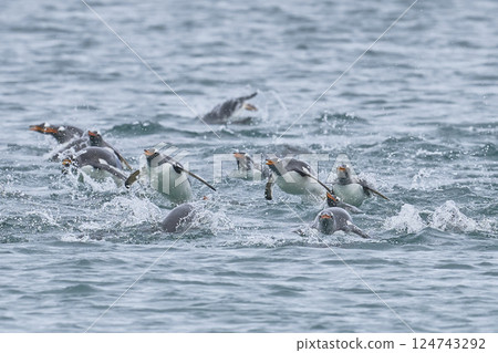 Gentoo Penguins at sea Gentoo Penguins at sea 124743292