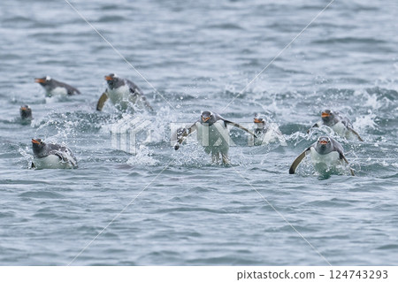 Gentoo Penguins at sea Gentoo Penguins at sea 124743293