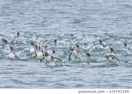 Gentoo Penguins at sea Gentoo Penguins at sea 124743294