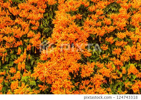 Orange trumpet flowers in Spain Orange trumpet flowers in Spain 124743318