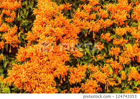 Orange trumpet flowers in Spain Orange trumpet flowers in Spain 124743353