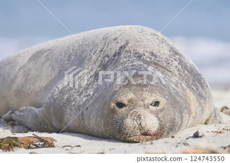 Female Southern Elephant Seal 124743550