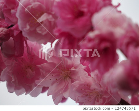 粉紅色的花朵 124743571