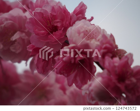 粉紅色的花朵 粉紅色的花朵 124743572