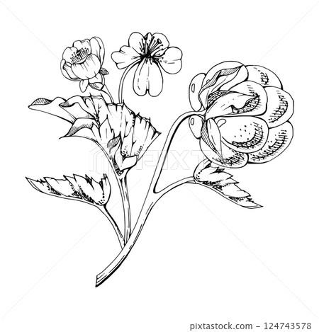 Cloudberry raspberry with white flowers, hand drawn vector ink, Scandinavian ripe forest berry on stems. Boutonniere isolated botanical illustration. Restaurant, dessert cafe menu, farmers market Cloudberry raspberry with white flowers, hand drawn vector ink, Scandinavian ripe forest berry on stems. Boutonniere isolated botanical illustration. Restaurant, dessert cafe menu, farmers market 124743578