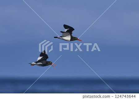 Magellanic Oystercatchers in flight 124743644