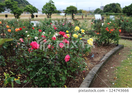 Arao City Ominous Citizen Flower Bed Rose Flower, Arao City Ominous Citizen Flower Bed Rose Flower, 124743666