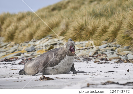 Charging male Southern Elephant Seal Charging male Southern Elephant Seal 124743772