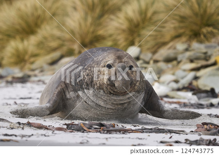 Charging male Southern Elephant Seal 124743775
