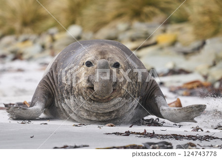 Charging male Southern Elephant Seal 124743778