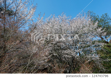 日本岡山縣玉野市美山公園櫻花盛開 124743796