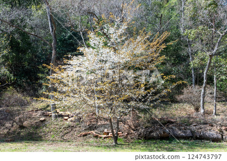 Cherry blossoms in full bloom at Miyama Park in Tamano, Okayama Prefecture, Japan 124743797
