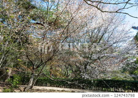 日本岡山縣玉野市美山公園櫻花盛開 124743798