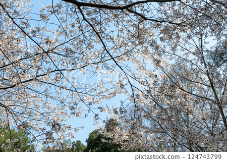日本岡山縣玉野市美山公園櫻花盛開 124743799
