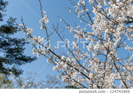 日本岡山縣玉野市美山公園櫻花盛開 124743808