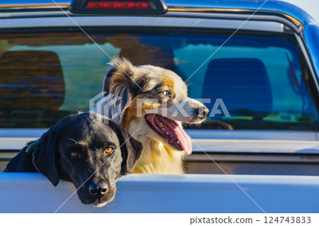 Two dogs in offroad car. Auto travel, trip, journey. 124743833