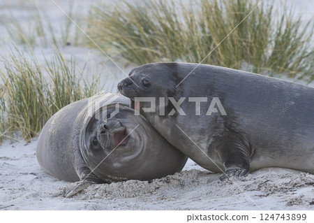Southern Elephant Seal pup Southern Elephant Seal pup 124743899