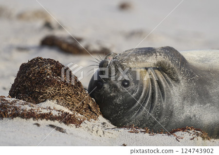 Southern Elephant Seal pup 124743902