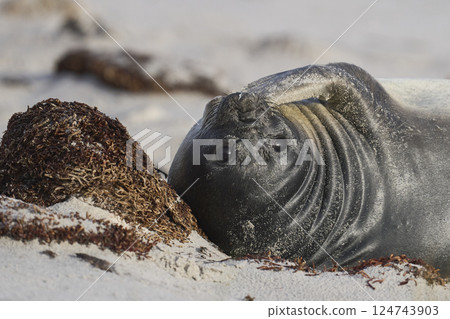 Southern Elephant Seal pup 124743903